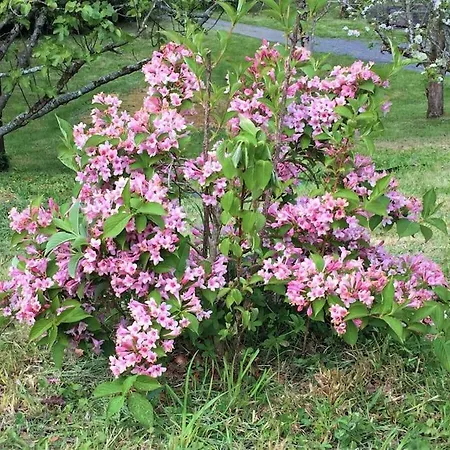 Charme Et Calme Dans Bergerie Du Xvii Eme * Urrugne
